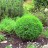 Самшит вечнозеленый, Buxus sempervirens, местная, устойчивая форма - Самшит вечнозеленый, Buxus sempervirens, местная, устойчивая форма, стриженная фигура.