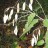 Лунник оживающий, Lunaria rediviva -  Лунник оживающий, Lunaria rediviva, плоды. Фото Сергея Козлан.