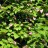Актинидия коломикта, сеянцы, без разделения на мужские и женские растения - Актинидия коломикта, сеянцы, пестрота листьев