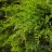 Можжевельник китайский "Минт Джулеп", Juniperus chinensis "Mint Julep" - Можжевельник китайский "Минт Джулеп", Juniperus chinensis "Mint Julep", ветви.