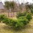 Можжевельник китайский "Минт Джулеп", Juniperus chinensis "Mint Julep" - Можжевельник китайский "Минт Джулеп", Juniperus chinensis "Mint Julep", после формовки.