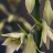 Гальтония зеленоцветковая или капский гиацинт, Galtonia viridiflora - Гальтония зеленоцветковая или капский гиацинт, Galtonia viridiflora. Цветки.