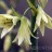 Гальтония зеленоцветковая или капский гиацинт, Galtonia viridiflora - Гальтония зеленоцветковая или капский гиацинт, Galtonia viridiflora, цветки.