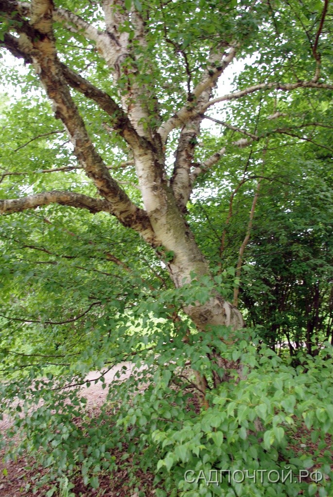 Береза камчатская или Эрмана или каменная, Betula kamtschatica Видовая береза, произрастающая на Дальнем Востоке.
- Растет деревом.
- Кора преимущественно белая.
