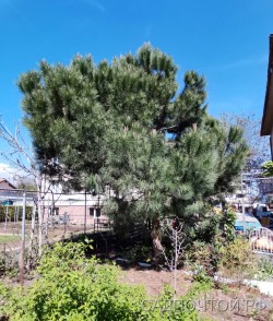 Пиния или сосна пиния, Pinus pinea