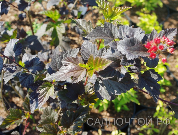 Пузыреплодник калинолистный &quot;Ред Барон&quot;, Physocarpus opulifolius &quot;Red Baron&quot; Декоративный кустарник с пурпурными листьями. По сравнению с пузыреплодником "Дьяболо" он ниже, листья у него меньше и более ажурные.
- Высота около 1,5 метров.
- Цветет в июне – июле бело-розовыми цветками, собранными в соцветия размером около 5 см.
- Вторую половину лета куст украшают гроздья красноватых коробочек с семенами.
- Вполне зимостоек.
- Хорошо сочетается с  пузыреплодниками с другим цветом листвы.