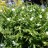 Смилацина кистевидная, Smilacina racemosa - Смилацина кистевидная, Smilacina racemosa, цветение.