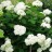 Гортензия древовидная, Hydrangea arborescens, местная, устойчивая форма - Hydrangea_arborescens4ag8.jpg