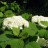 Гортензия древовидная, Hydrangea arborescens, местная, устойчивая форма - Hydrangea_arborescens37n.jpg