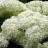 Гортензия древовидная, Hydrangea arborescens, местная, устойчивая форма - Hydrangea_arborescens282.jpg