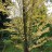 Багрянник величественный, набор из 3 растений - Cercidiphyllum magnificum 