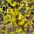 Форзиция яйцевидная, Forsythia ovata - Форзиция яйцевидная, Forsythia ovata, цветы
