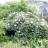 Пион древовидный Рока, сеянцы, бело-розовый с темной серединой , Paeonia rockii  - Пион древовидный, БИН , Paeonia suffruticosa