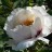 Пион древовидный Рока, сеянцы, бело-розовый с темной серединой , Paeonia rockii  - Пион древовидный Рока, сеянцы, бело-розовый с темной серединой , Paeonia rockii 