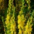 Дрок красильный, Genista tinctoria, набор из 3 растений - Дрок, Genista, цветение.