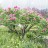 Пион древовидный, местная устойчивая форма (без указания сорта), Paeonia suffruticosa - Пион древовидный, с красными цветами,  местная устойчивая форма, Paeonia suffruticosa. 