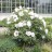 Пион древовидный, местная устойчивая форма (без указания сорта), Paeonia suffruticosa - Пион древовидный с белыми цветами, местная устойчивая форма, Paeonia suffruticosa