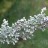 Полынь Стеллера,  Artemisia stelleran - Polyn' dekorativnaya_2m.jpg