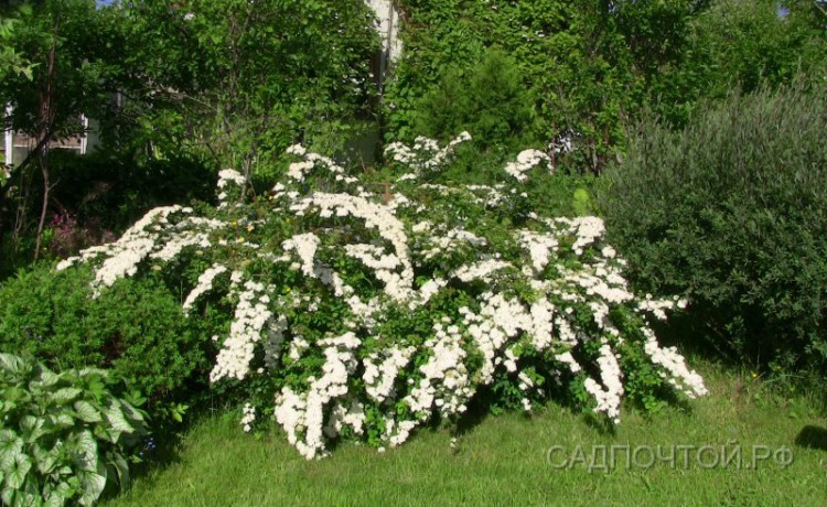 Спирея ниппонская, Spiraea nipponica Отличная спирея с роскошным весенним цветением.
- Высота и диаметр куста - до 1,5–2 метров.
- Крона очень густая, шаровидная, с изящно изогнутыми ветвями.
- Цветет весной, цветки белые, собраны в крупные, выпуклые щитки около 7 см в диаметре. Цветение обильное и ежегодное.
- Растет быстро.
- Совершенно зимостойка в Петербурге.
- Хорошо формуется, подходит для живых изгородей.
