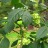 Птелея трехлистная, или кожанка (вязовник), Рtelea trifoliata - Птелея трехлистная, или кожанка (вязовник), Рtelea trifoliata. Листья и плоды.
