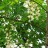 Акация белая или робиния лжеакация, Robinia pseudoacacia, сеянцы местной, устойчивой формы - Robinia pseudoacacia_2.jpg