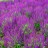 Лиатрис колосковый "Кобольд", Liatris spicata "Kobold" - Лиатрис колосковый, Цветение.