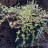 Тимьян или чабрец ползучий, Thymus serpyllum - Тимьян ползучий, Thymus serpyllum, растение в коллекции